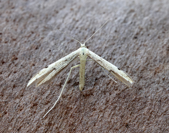 45.043 BF1517 Hemp-agrimony Plume Adaina microdactyla