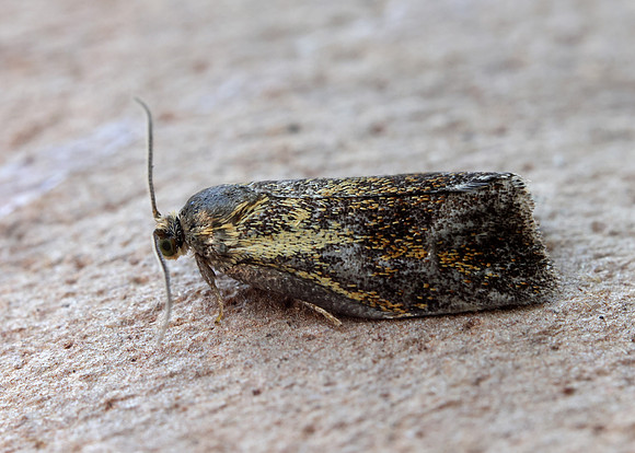 49.022 BF1000 Ptycholoma lecheana