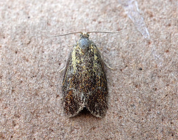 49.022 BF1000 Ptycholoma lecheana