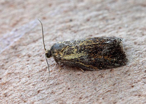 49.022 BF1000 Ptycholoma lecheana
