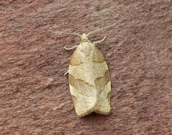 49.025 BF970 Barred Fruit-tree Tortrix Pandemis cerasana