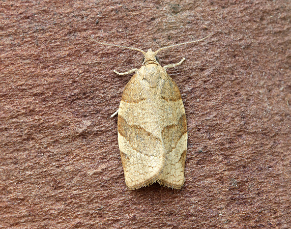 49.025 BF970 Barred Fruit-tree Tortrix Pandemis cerasana