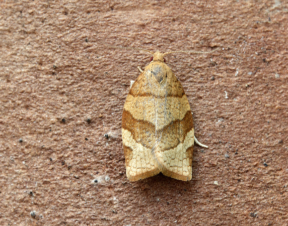 49.025 BF970 Barred Fruit-tree Tortrix Pandemis cerasana