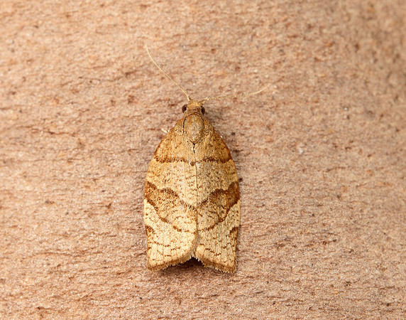 49.025 BF970 Barred Fruit-tree Tortrix Pandemis cerasana