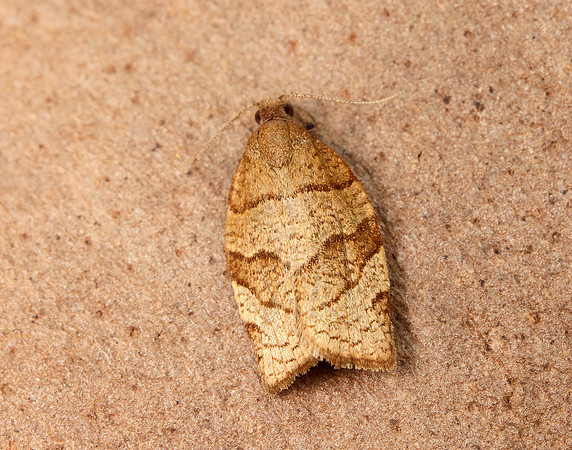 49.025 BF970 Barred Fruit-tree Tortrix Pandemis cerasana
