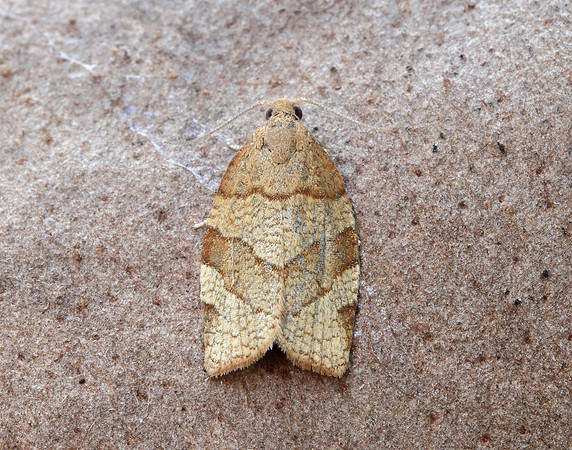 49.025 BF970 Barred Fruit-tree Tortrix Pandemis cerasana