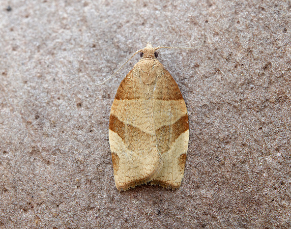 49.025 BF970 Barred Fruit-tree Tortrix Pandemis cerasana