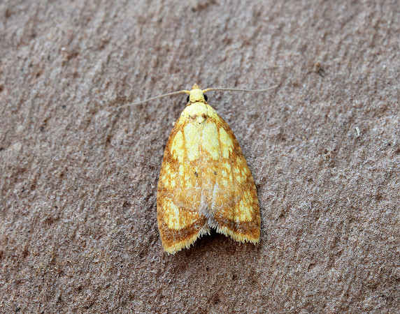 49.063 BF1035 Acleris bergmanniana