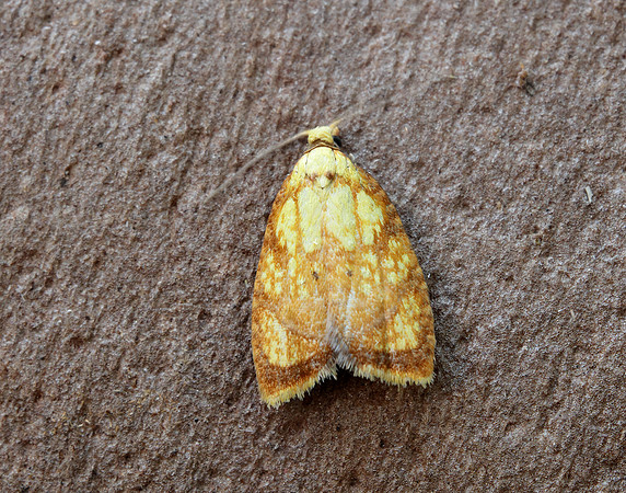 49.063 BF1035 Acleris bergmanniana