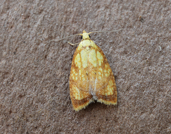 49.063 BF1035 Acleris bergmanniana