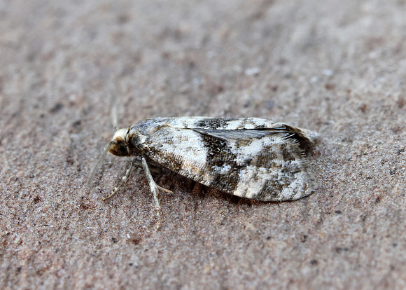 49.101 BF926 Phalonidia manniana
