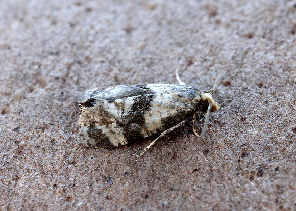 49.101 BF926 Phalonidia manniana
