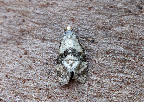49.101 BF926 Phalonidia manniana