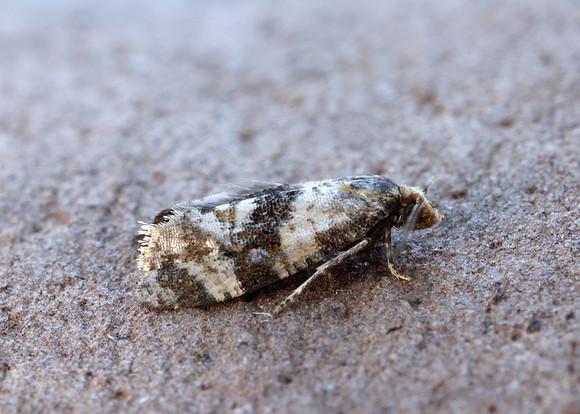 49.101 BF926 Phalonidia manniana
