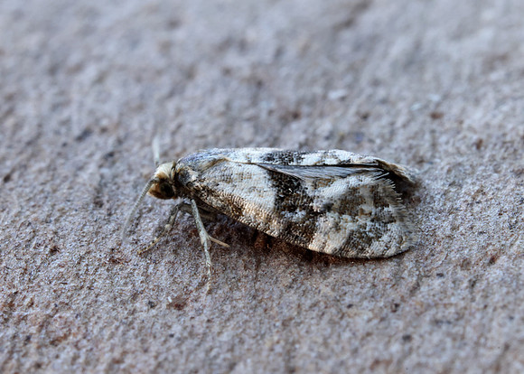 49.101 BF926 Phalonidia manniana