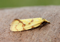 49.109 BF937 Agapeta hamana