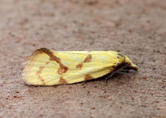 49.109 BF937 Agapeta hamana
