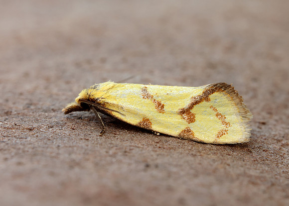 49.109 BF937 Agapeta hamana
