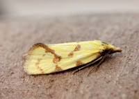 49.109 BF937 Agapeta hamana