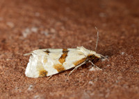49.127 BF945 Aethes cnicana