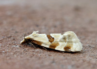 49.127 BF945 Aethes cnicana