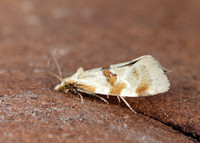 49.127 BF945 Aethes cnicana