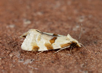49.127 BF945 Aethes cnicana