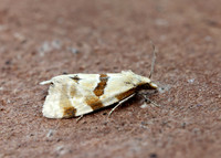 49.127 BF945 Aethes cnicana