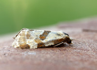 49.127 BF945 Aethes cnicana