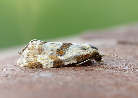 49.127 BF945 Aethes cnicana