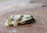 49.127 BF945 Aethes cnicana