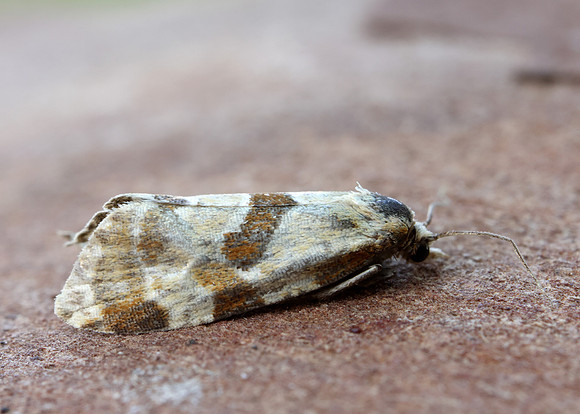49.127 BF945 Aethes cnicana