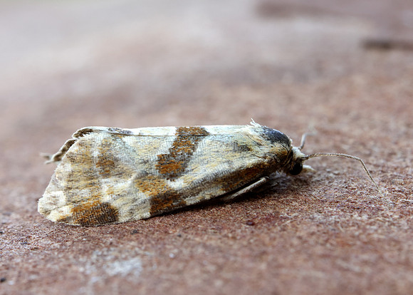 49.127 BF945 Aethes cnicana