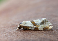 49.127 BF945 Aethes cnicana