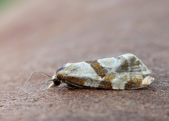 49.127 BF945 Aethes cnicana