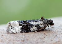 49.149 BF1092 Apotomis turbidana