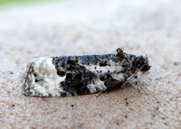 49.149 BF1092 Apotomis turbidana