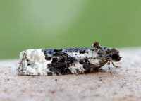 49.149 BF1092 Apotomis turbidana