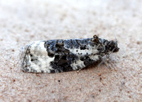 49.149 BF1092 Apotomis turbidana