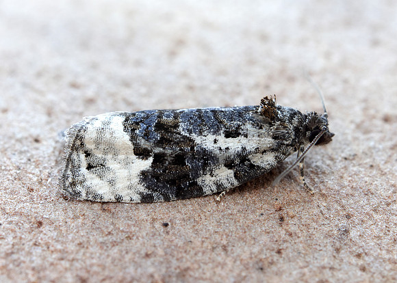 49.149 BF1092 Apotomis turbidana