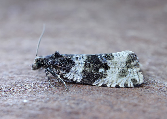 49.154 BF1087 Orthotaenia undulana