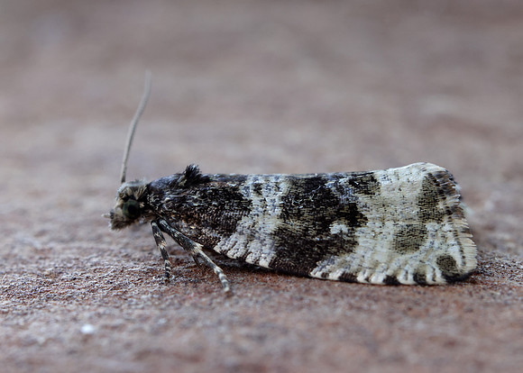 49.154 BF1087 Orthotaenia undulana