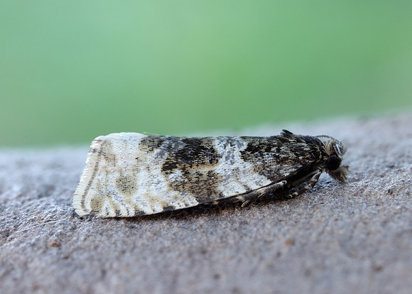 49.154 BF1087 Orthotaenia undulana