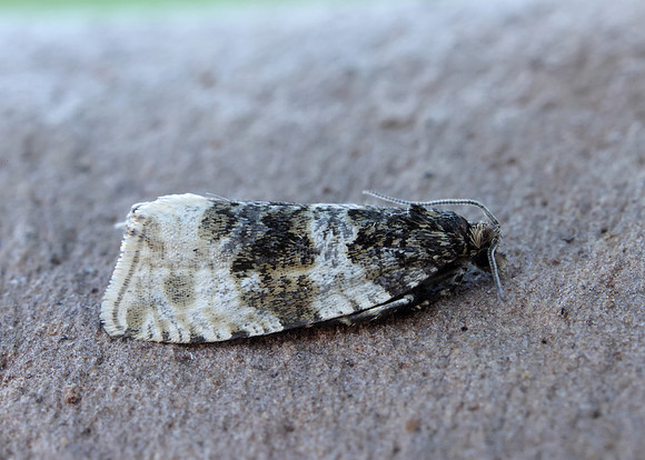 49.154 BF1087 Orthotaenia undulana