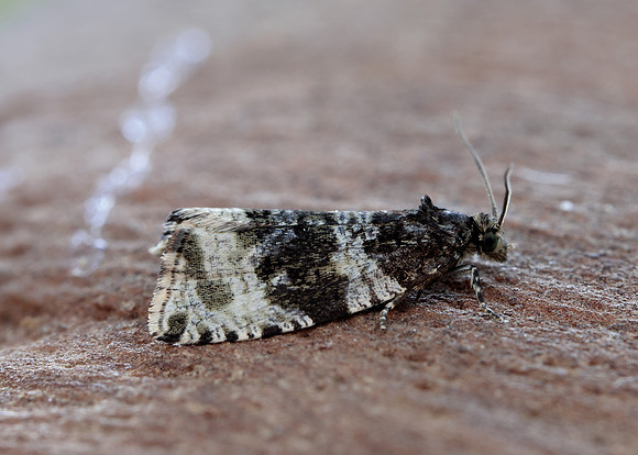 49.154 BF1087 Orthotaenia undulana