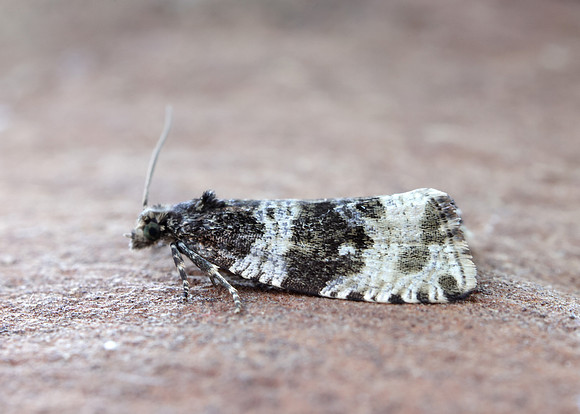 49.154 BF1087 Orthotaenia undulana