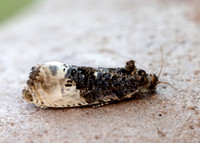 49.156 BF1083 Marbled Orchard Tortrix Hedya nubiferana