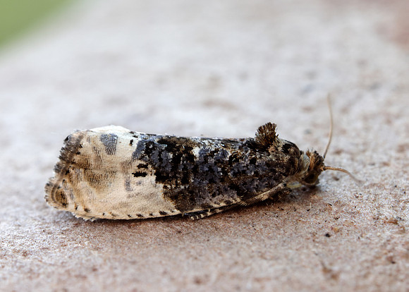 49.156 BF1083 Marbled Orchard Tortrix Hedya nubiferana