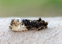 49.156 BF1083 Marbled Orchard Tortrix Hedya nubiferana