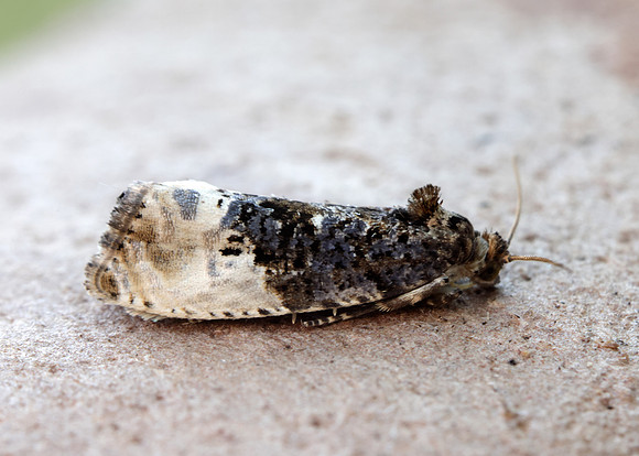 49.156 BF1083 Marbled Orchard Tortrix Hedya nubiferana
